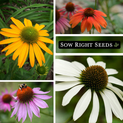 mixed color coneflower seeds growing in garden yellow red purple white blossoms blooms bee pollinator