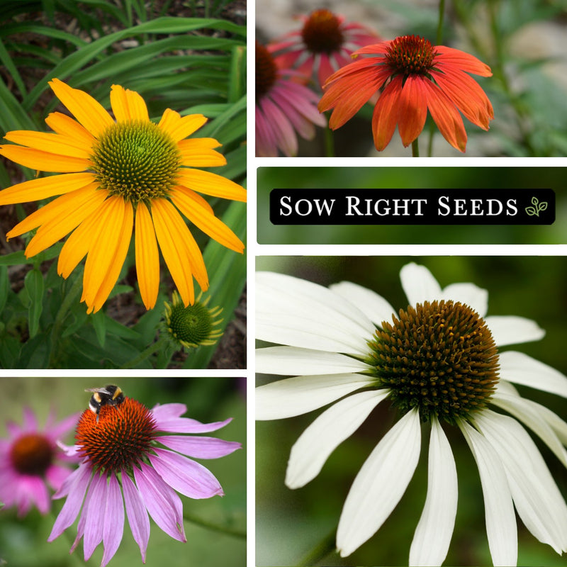 mixed color coneflower seeds growing in garden yellow red purple white blossoms blooms bee pollinator