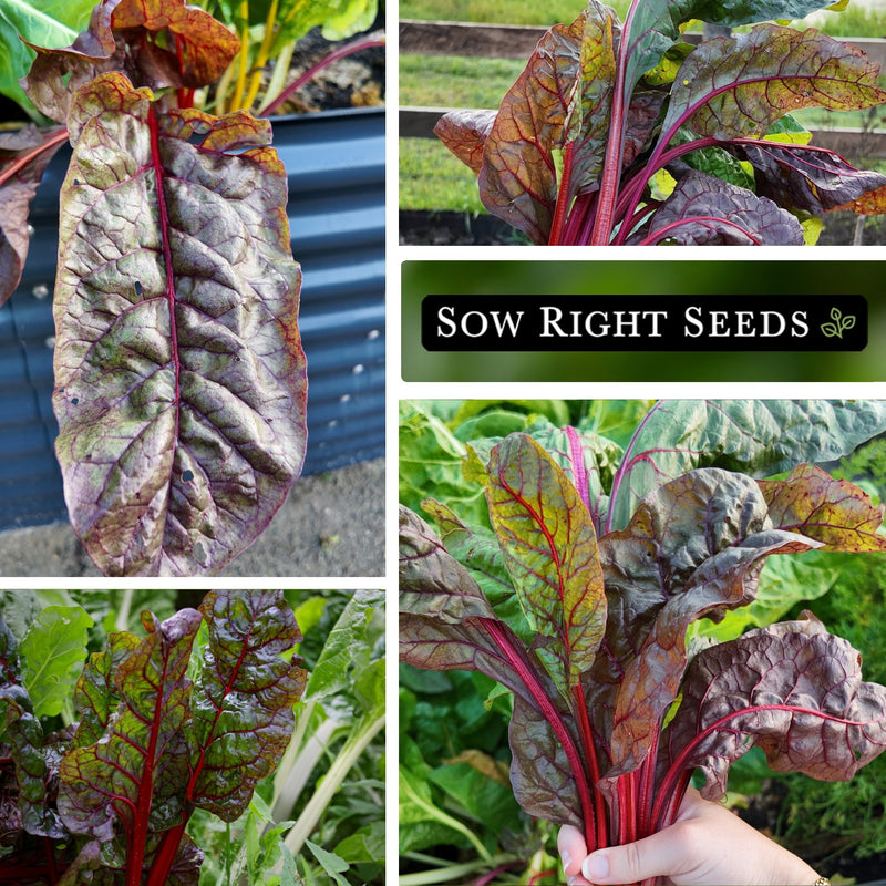ruby red swiss chard leaves growing in garden raised bed harvest in hand