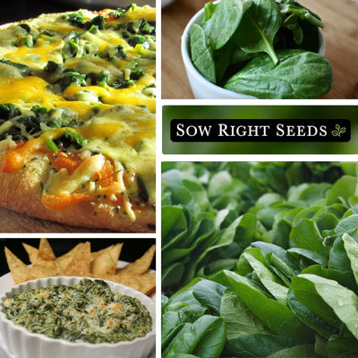 giant noble spinach seeds pizza harvest in kitchen spinach artichoke dip growing in garden