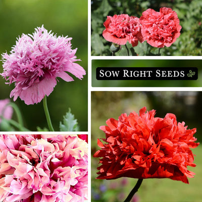 mixed peony poppy seeds pink red blossoms blooms growing in garden
