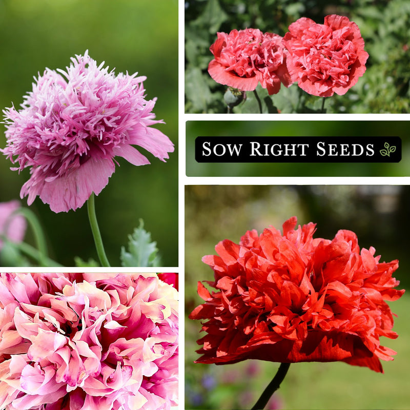 mixed peony poppy seeds pink red blossoms blooms growing in garden