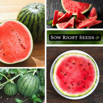 cal sweet bush watermelon seeds sliced slices growing in garden on plate