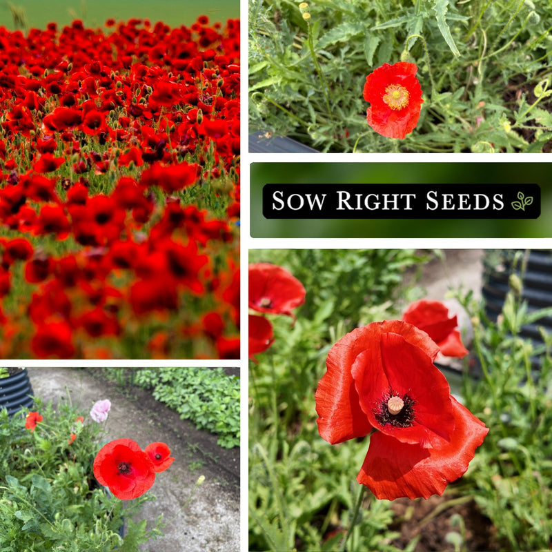 american legion poppy seeds growing in a field in garden blossoms blooms
