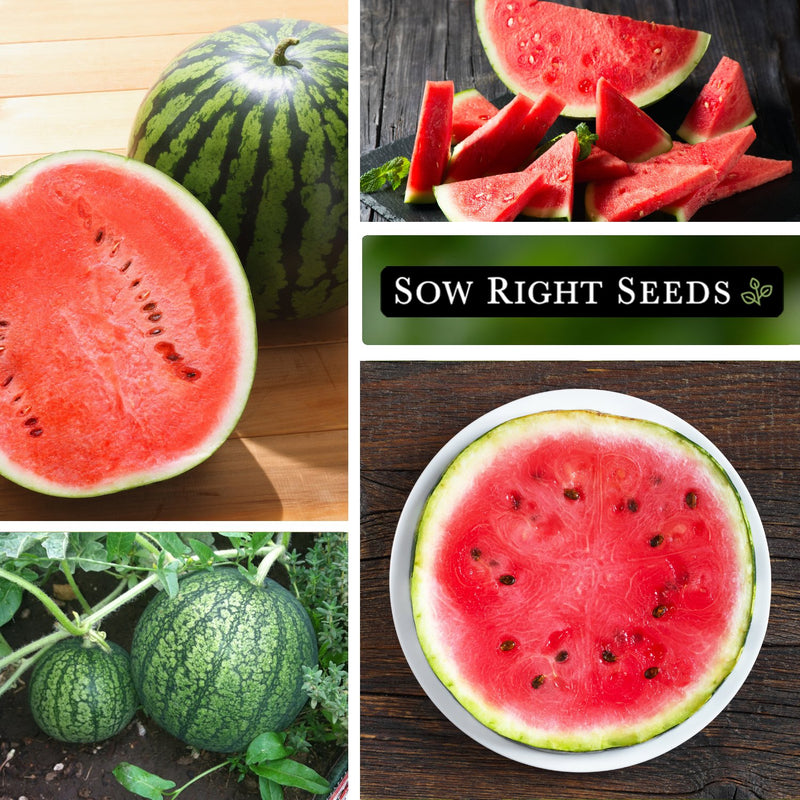cal sweet bush watermelon seeds sliced slices growing in garden on plate