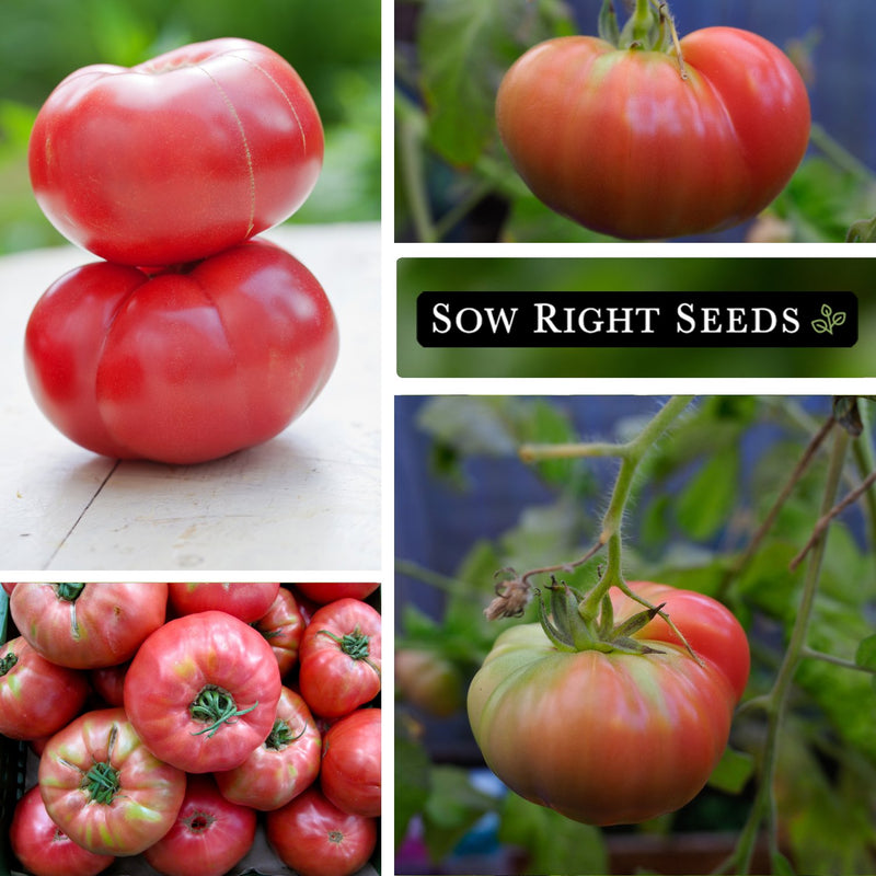 brandywine pink tomato seeds fruits vegetables growing in garden large harvest