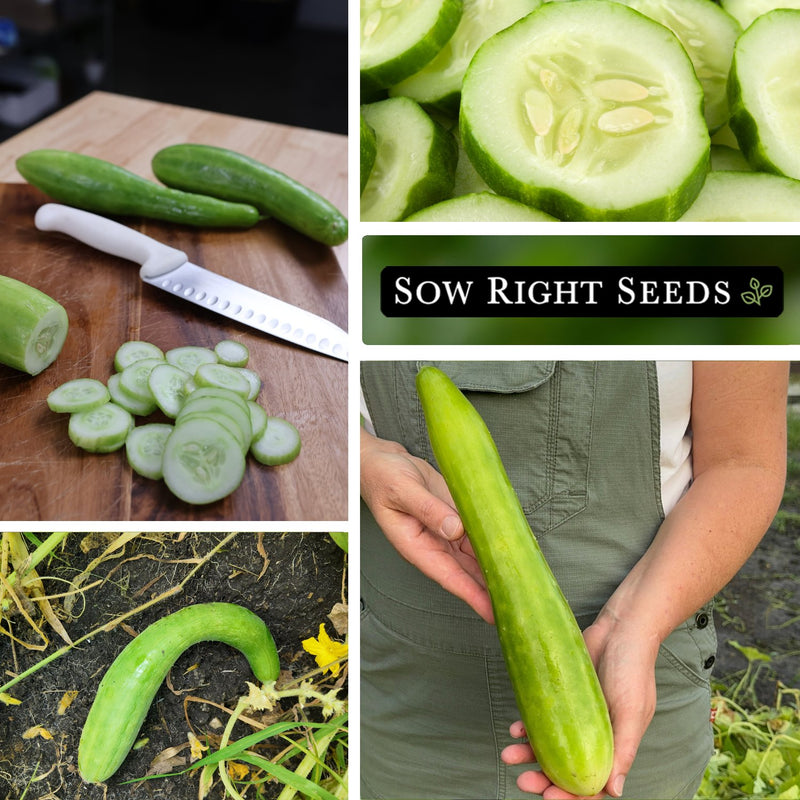 english telegraph cucumber seeds slices on cutting board growing in garden harvest in hands