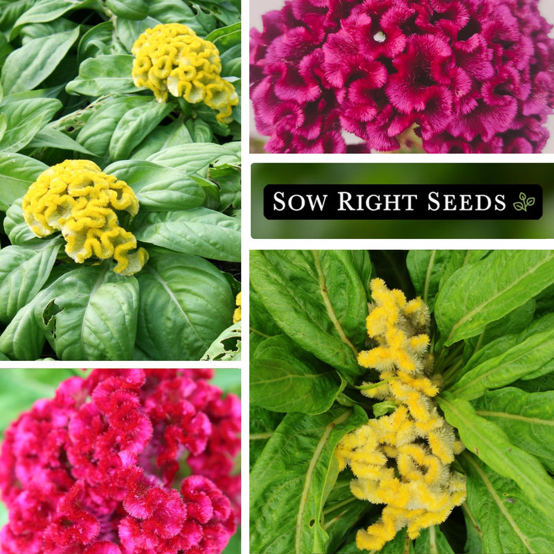 plant celosia seeds Cockscomb Crested Mix Celosia Seeds
