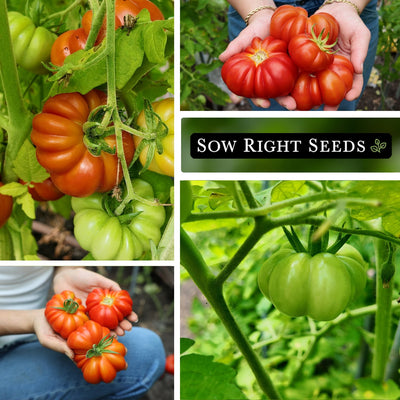 costoluto genovese tomato seeds growing in garden harvest in hands