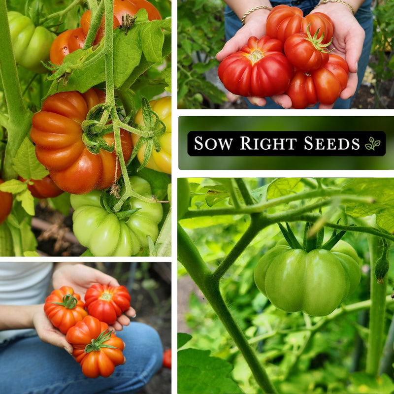 costoluto genovese tomato seeds growing in garden harvest in hands