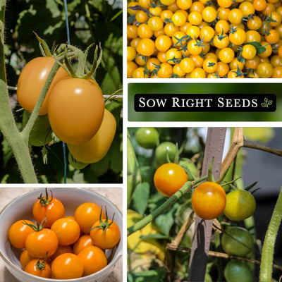 sun drop tomato seeds growing in garden large harvest in kitchen