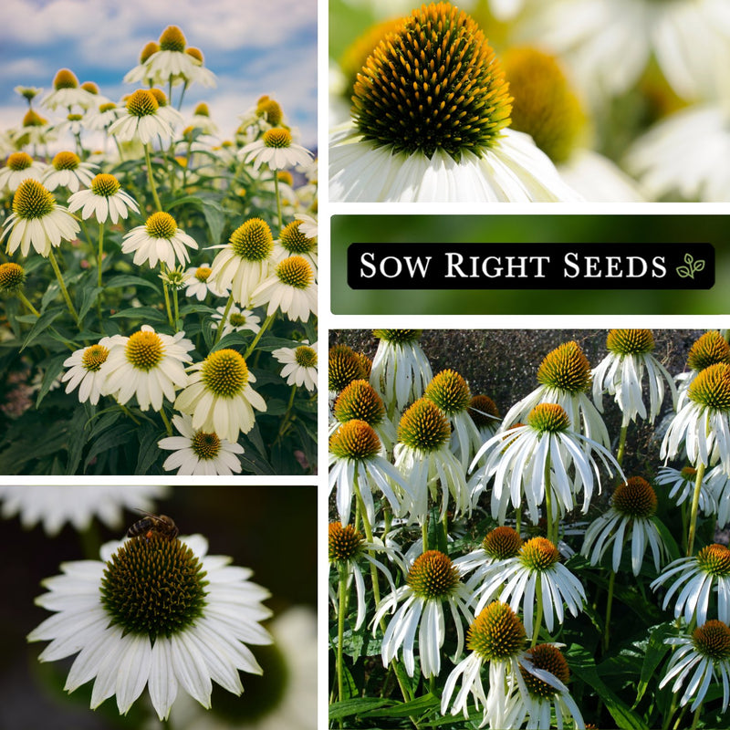 white coneflower seeds growing in garden blooms blossoms bee pollinator