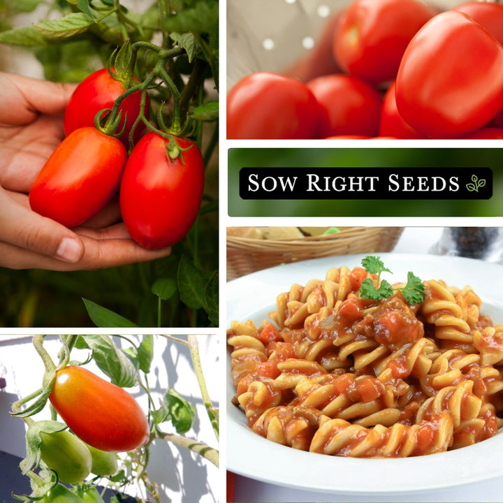 本革草履tomato Dwarf Yellow Brick Road Tomato Bounty Hunter Seeds Heirlooms
