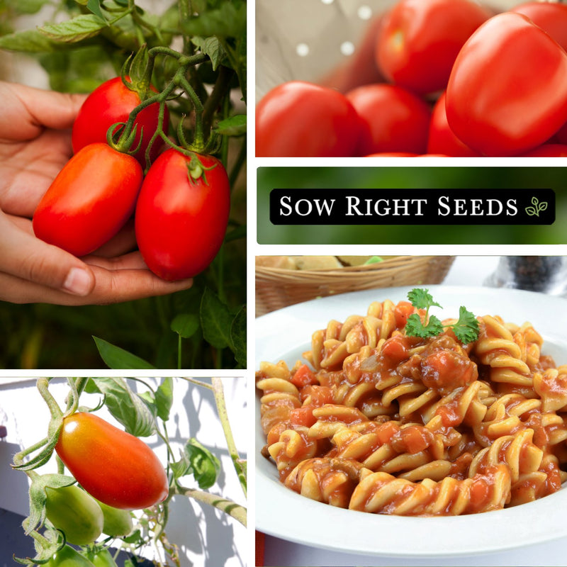 amish paste tomato seeds growing in garden kitchen harvest pasta with tomato sauce