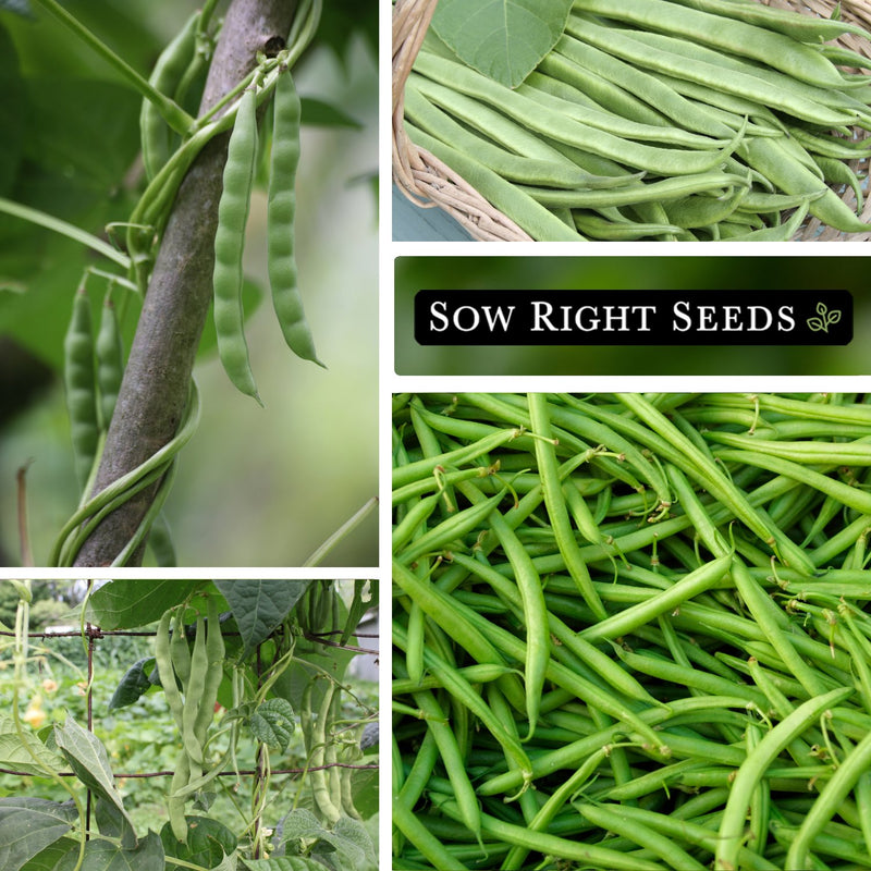 blue lake pole bean seeds pods growing in garden on trellis harvest in basket 