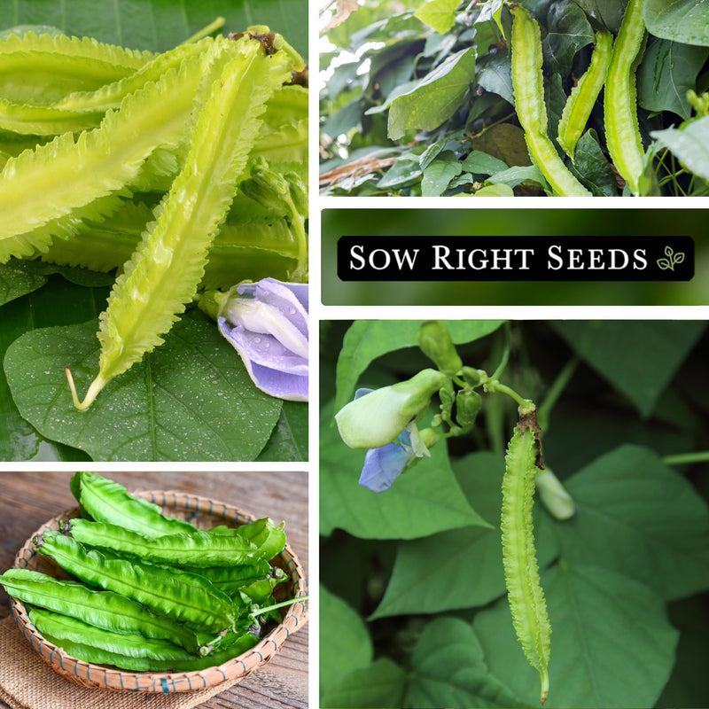 winged bean seeds pods growing in garden harvest in bowl blossoms blooms