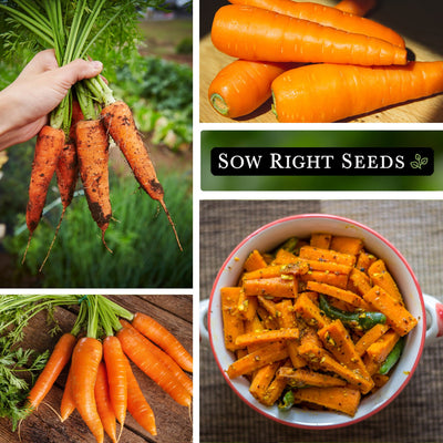 danvers carrot seeds harvest in hand in kitchen bowl of roasted carrots