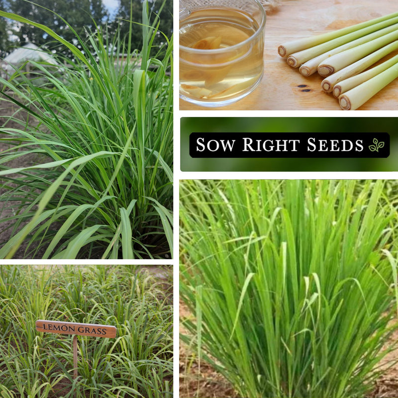 west indian lemon grass seeds growing in garden lemongrass tea