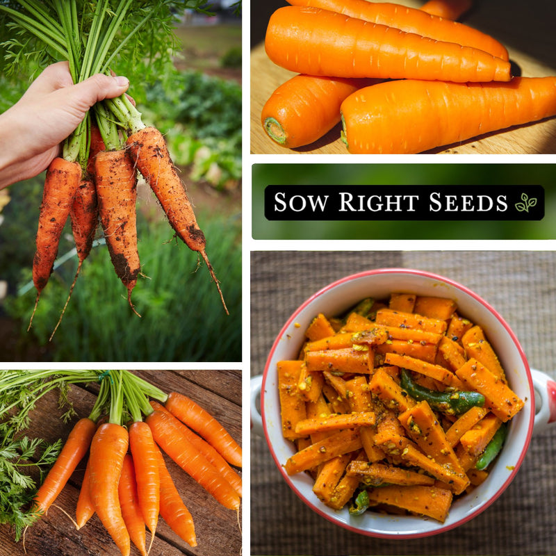 danvers carrot seeds harvest in hand in kitchen bowl of roasted carrots