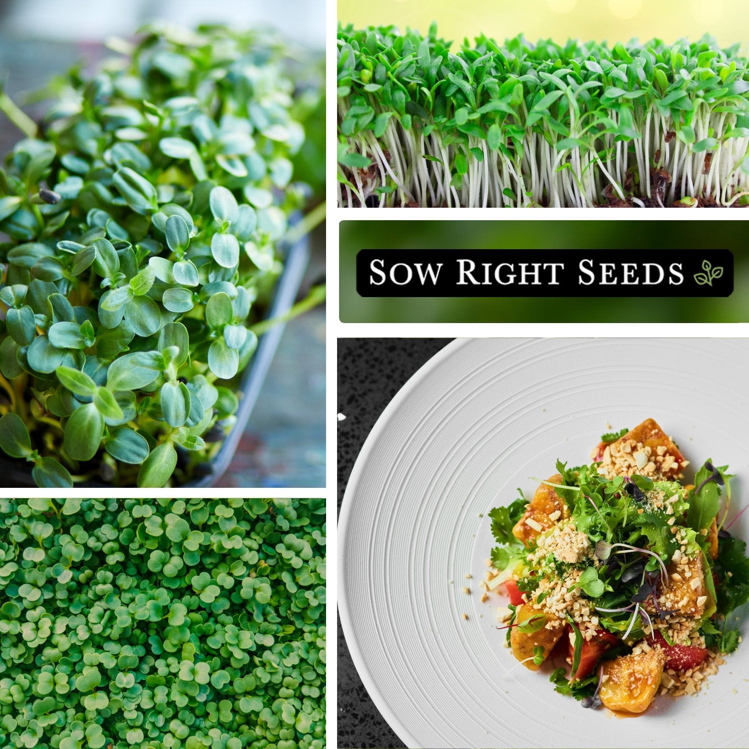 17+ Alfalfa Microgreen Seeds Microgreens Alfalfa - Healthy Microgreen Snack – Sow Right Seeds