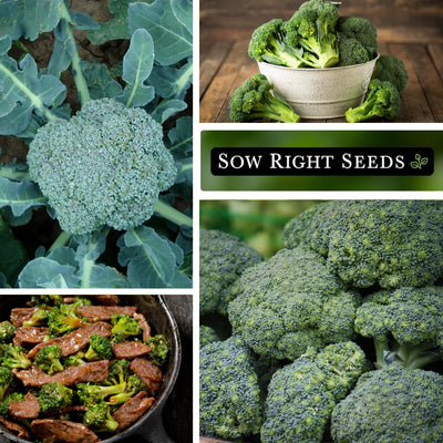 green sprouting calabrese broccoli seeds growing in garden harvest cooking in pan large harvest