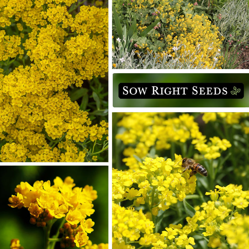 basket of gold sweet alyssum seeds blooms blossoms growing in garden bee pollinator