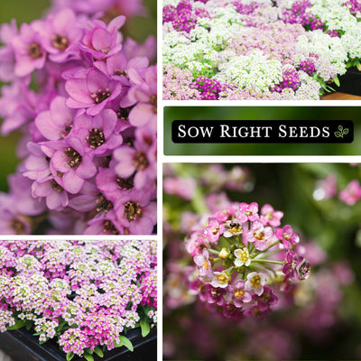 pink sweet alyssum seeds blooms blossoms pollinator