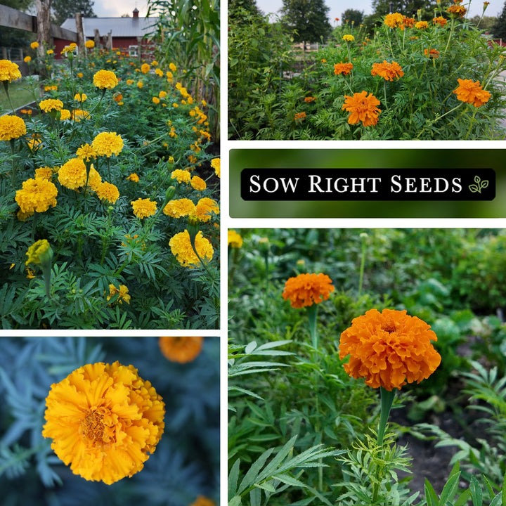 buy marigold seeds online Sow Right Seeds Crackerjack African Marigold Seeds for Planting - Non-GMO Heirloom Seed Packet with Instructions - Companion Plant
