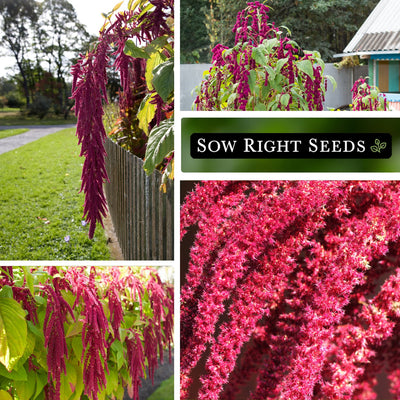 love lies bleeding amaranth seeds growing in garden blooms