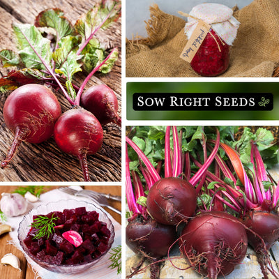ruby queen beet seeds harvest pickled beets in jar beets in bowl large harvest