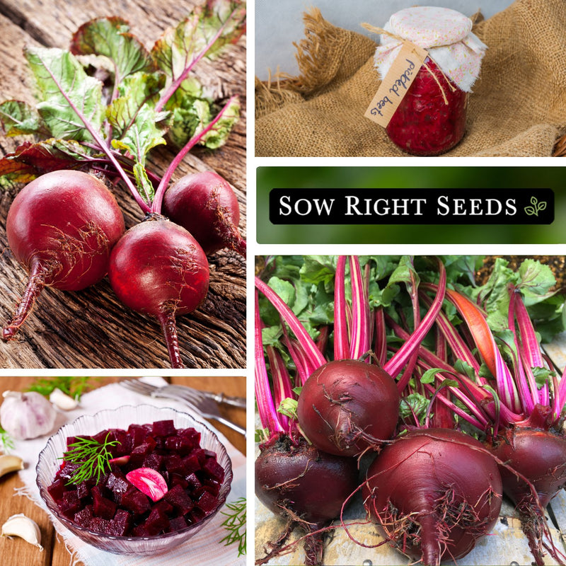 ruby queen beet seeds harvest pickled beets in jar beets in bowl large harvest