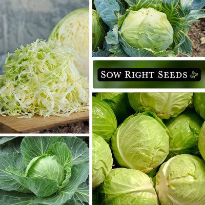 early round dutch cabbage seeds sliced growing in garden head large harvest