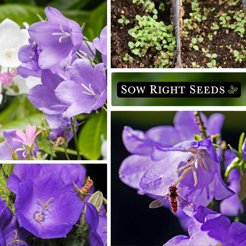 tussock bellflower seeds collage growing in garden seedlings in tray bee pollinator