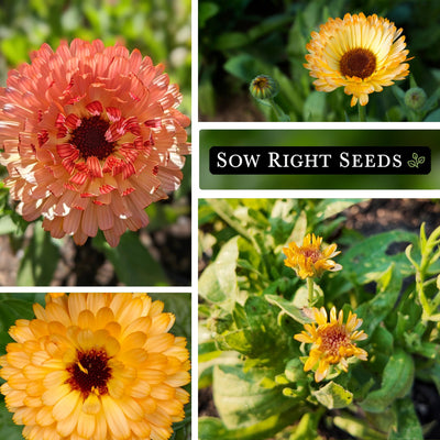 pink surprise calendula seeds blooms blossoms growing in garden pink yellow young plant
