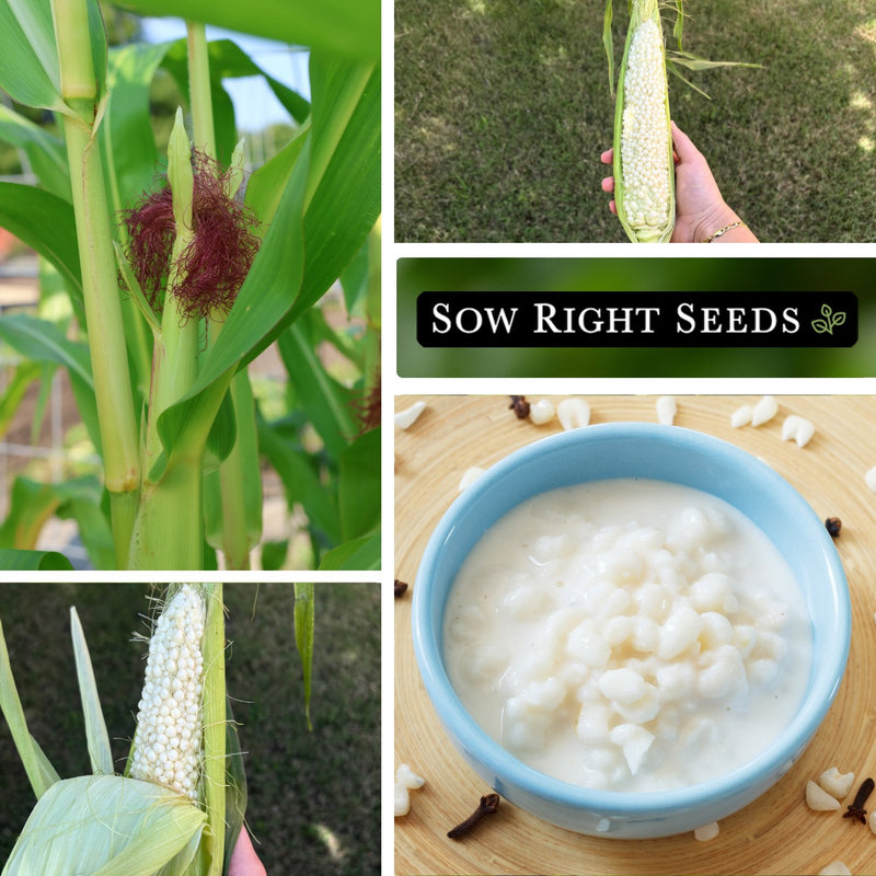 country gentleman sweet corn seeds growing in garden ears tassel harvest kernels creamed corn