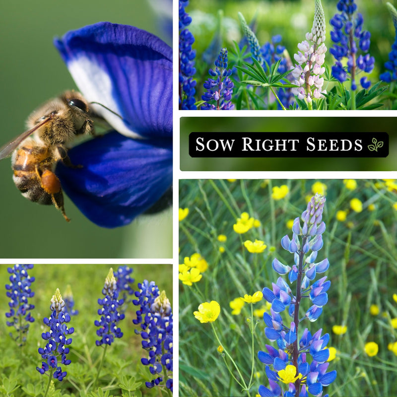 wild blue lupine seeds bee pollinator growing in garden blooms blossoms