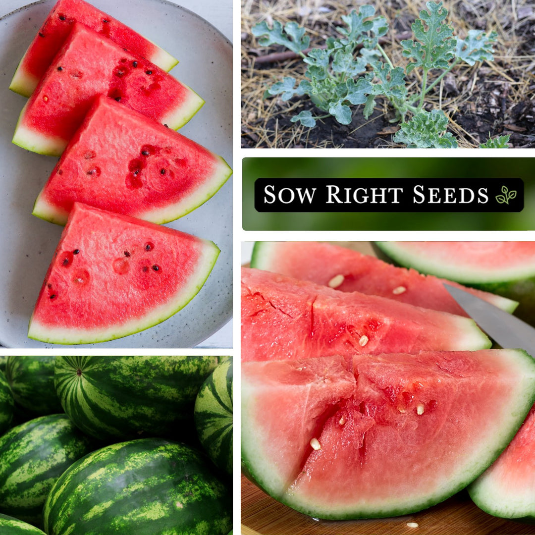 best watermelon seeds to plant Allsweet Watermelon