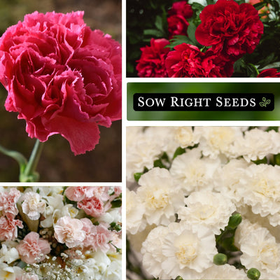 triumph mix carnation seeds red white pink blossoms blooms growing in garden
