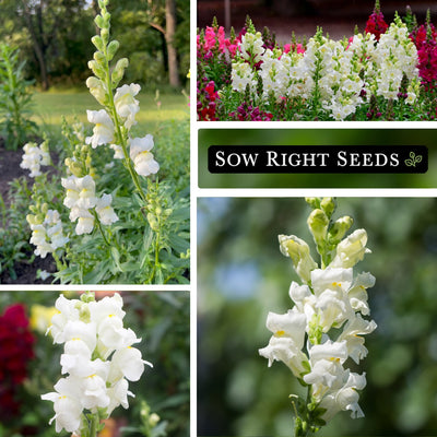 white snapdragon growing in garden blooms blossoms