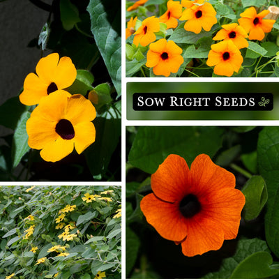 Black Eyed Susan Vine Thunbergia Seeds