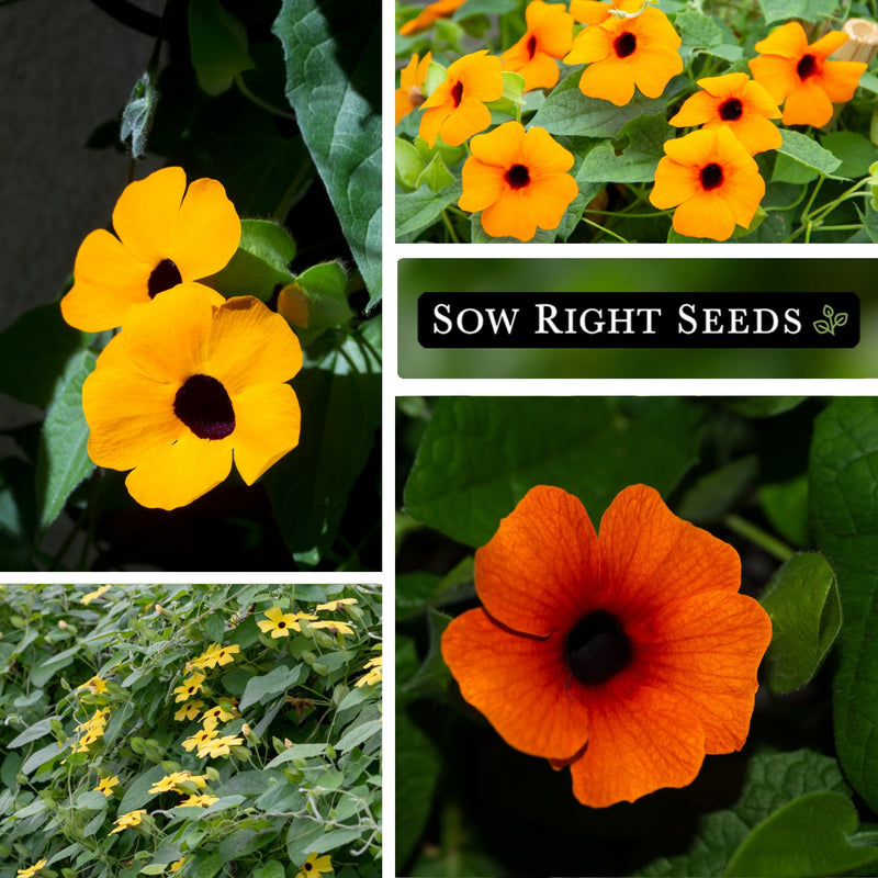 Black Eyed Susan Vine Thunbergia Seeds