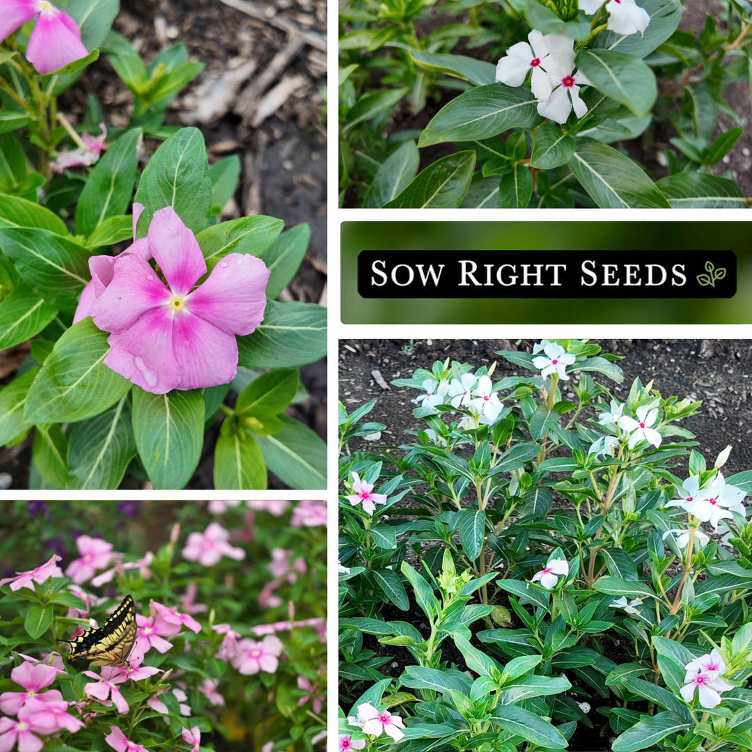 periwinkle plant seeds Periwinkle Flower Seeds
