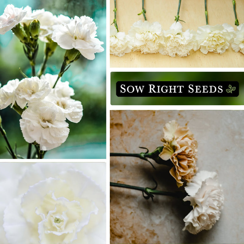 white carnations seeds bouquet cut flowers blooms blossoms