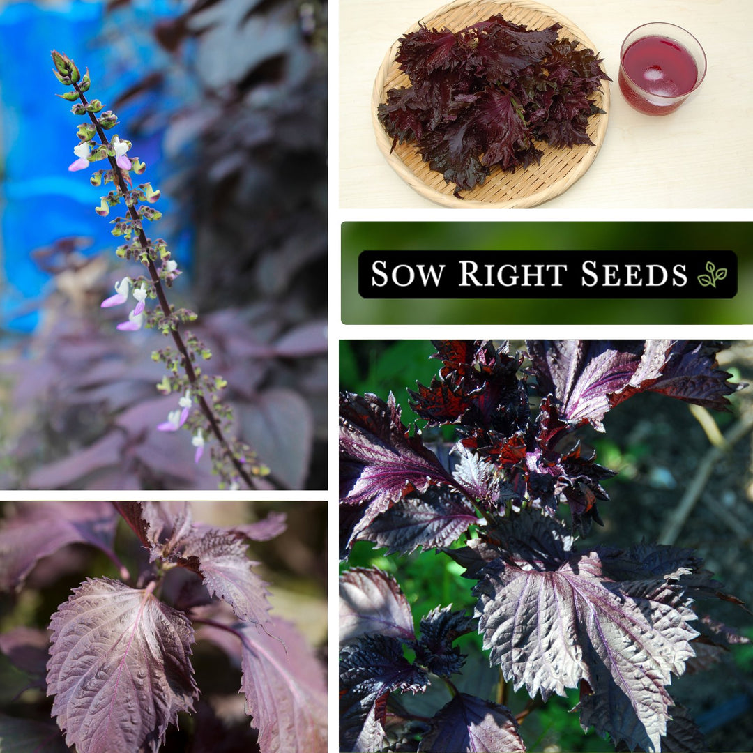 ソウソウ　SOU・ SOU モスリン 富士（ふじ） ／濃紫×華麗 Purple Shiso Seeds | Mildly Sweet Minty Flavor – Sow Right Seeds