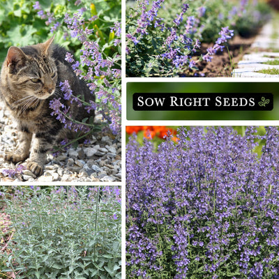 Cat Mint Seeds
