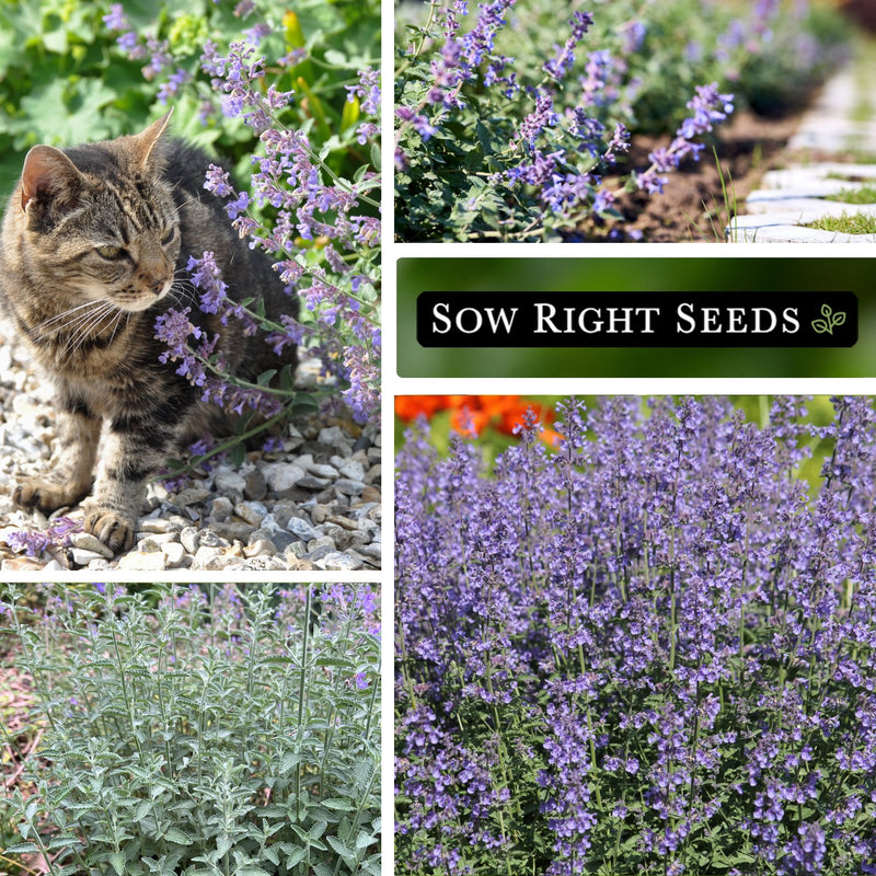 Cat Mint Seeds