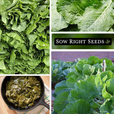 georgia southern collards seeds growing in garden large leaves cooked in pan