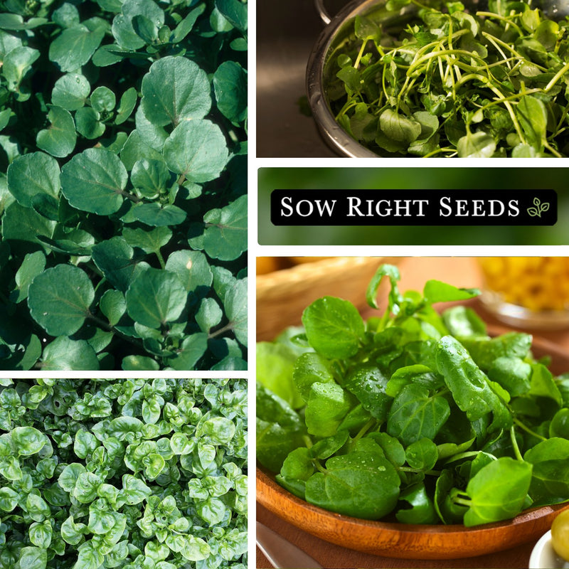 upland cress seeds growing in garden harvest in bowl greens