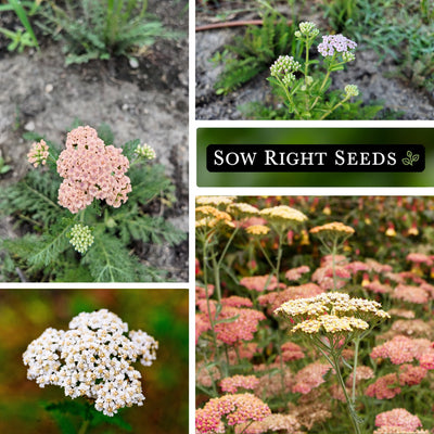 pastel mix yarrow seeds growing in garden blossoms blooms