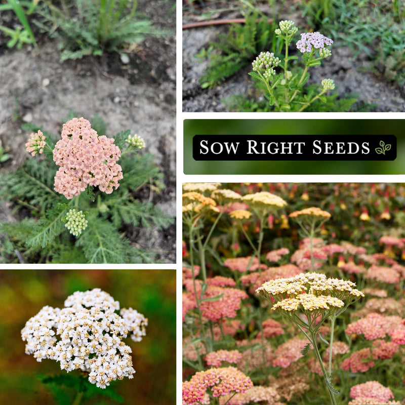 pastel mix yarrow seeds growing in garden blossoms blooms